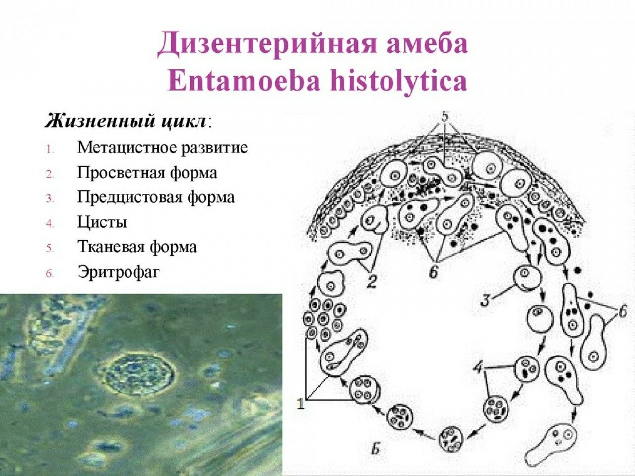Жизненный цикл дизентерийной амебы схема. Жизненный цикл дизентерийной амёбы. (Entamoeba histolytica).. Цикл развития дизентерийной амебы схема. Схема жизненного цикла развития дизентерийной амебы. Жизненные формы амебы