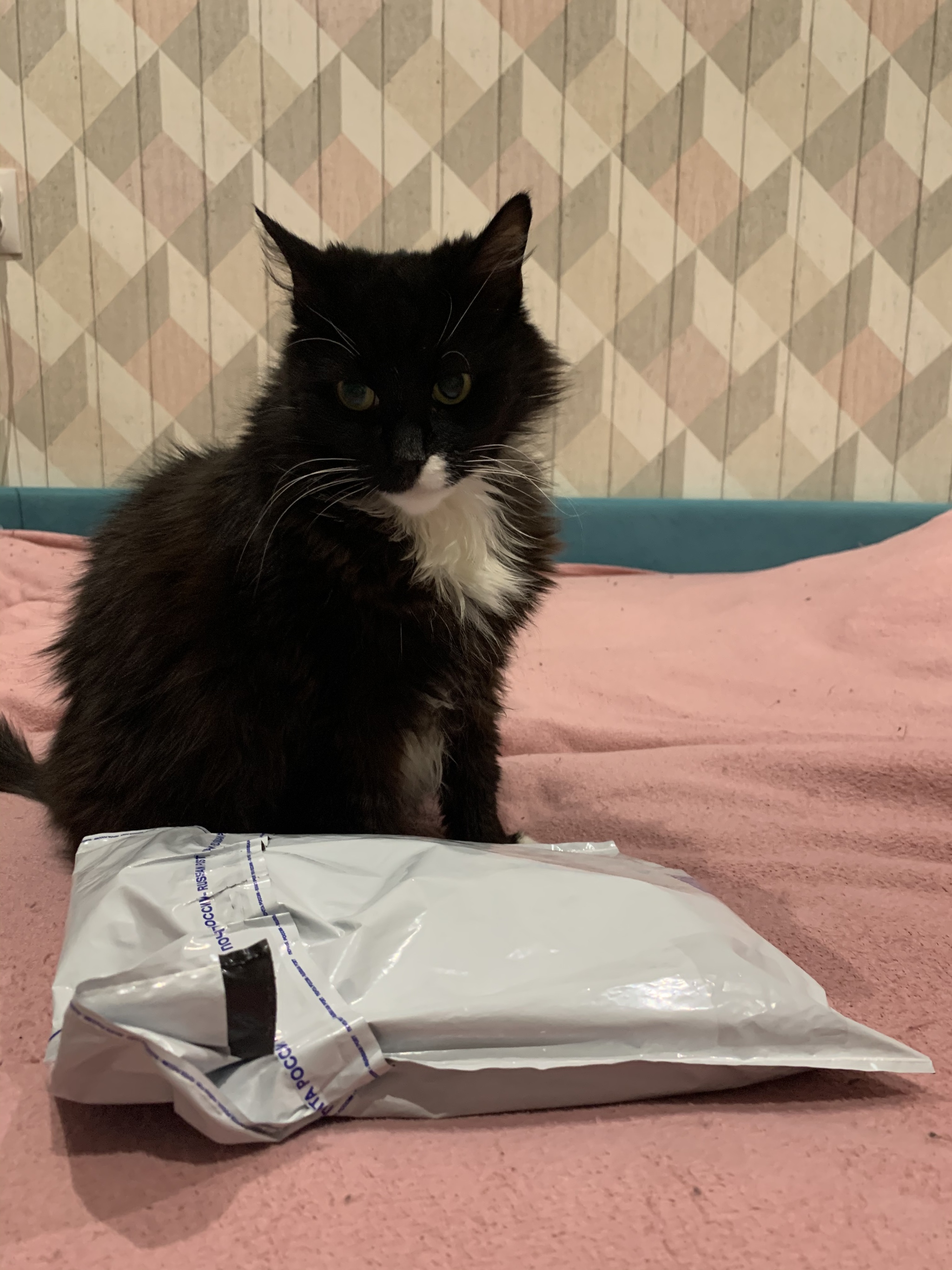 ADM Santa Claus from Zapolyarny to St. Petersburg - My, Secret Santa, Gift exchange report, Longpost, Gift exchange, cat