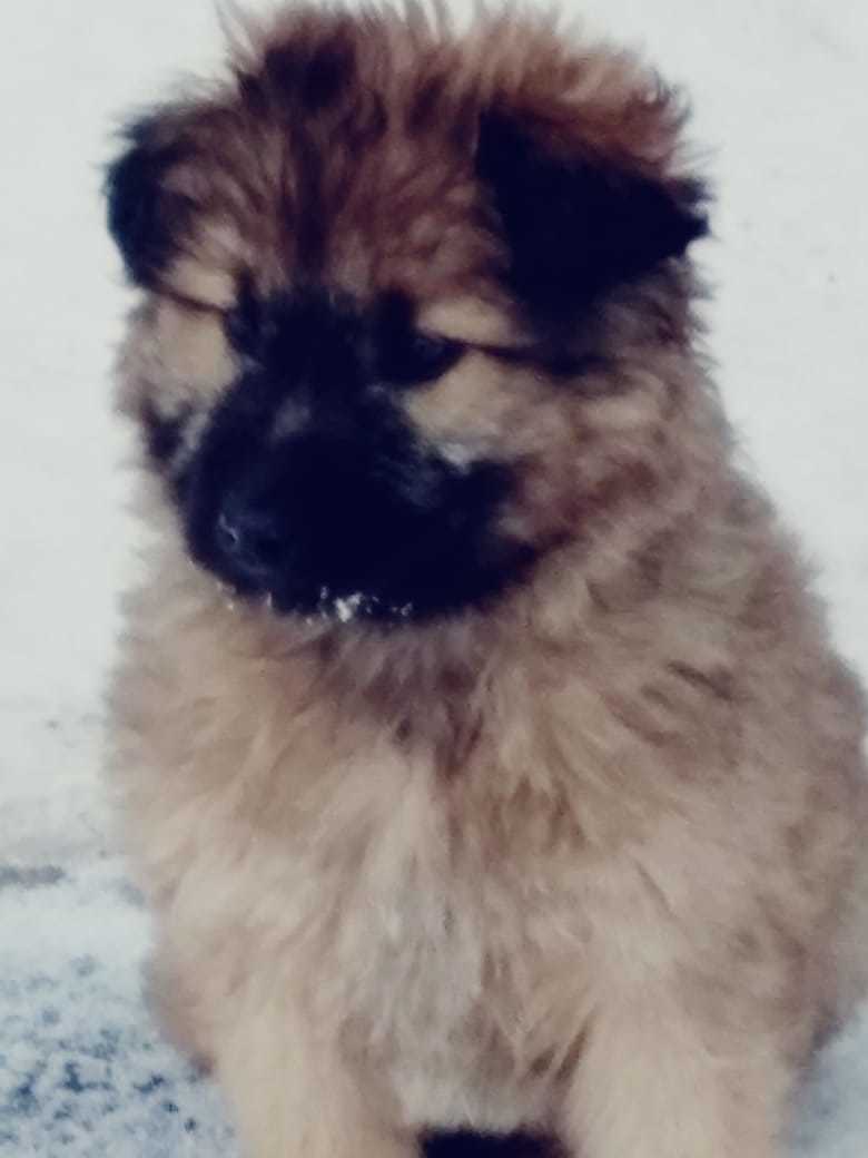 Help us find a home for puppies Krasnoyarsk, Zheleznogorsk - My, Puppies, Krasnoyarsk, No rating, Longpost, In good hands, Dog