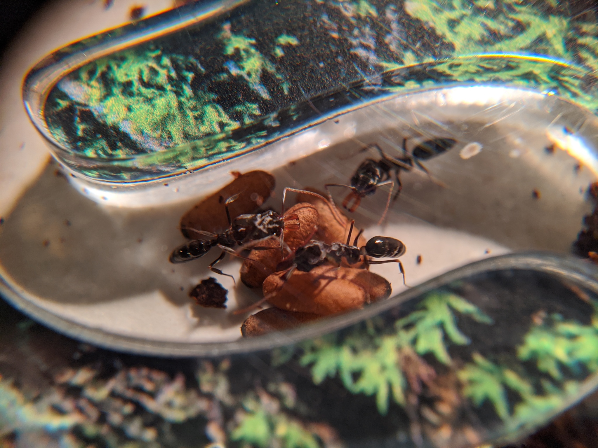 Ant traps: relocation - My, Ants, Ant farm, The photo, Formicaria, Video, Longpost