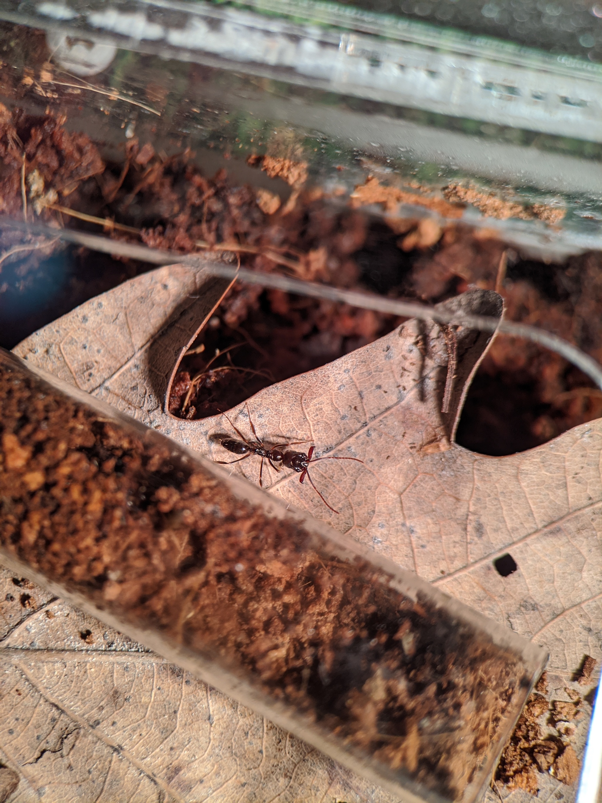 Ant traps: relocation - My, Ants, Ant farm, The photo, Formicaria, Video, Longpost