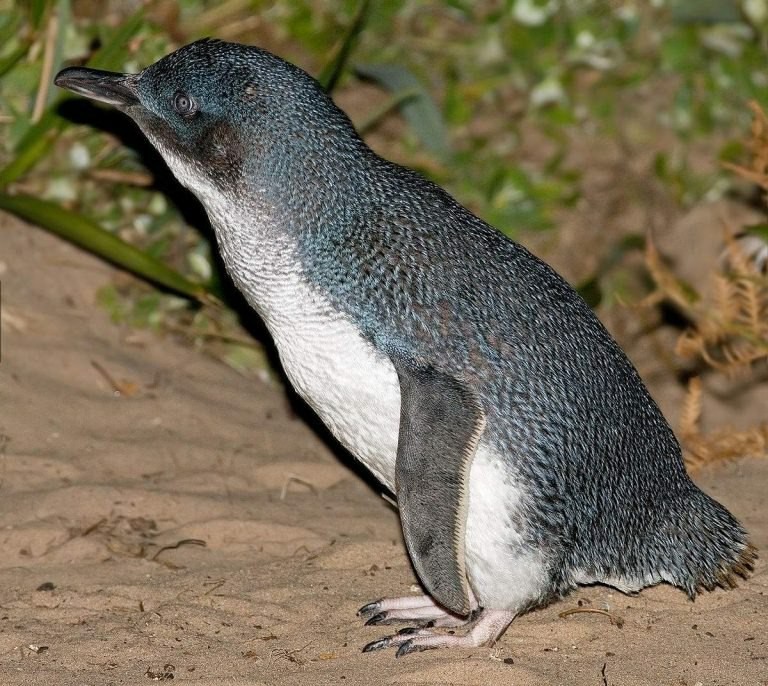 Penguins (Spheniscidae)Part 1 - My, Biology, Biology, Penguins, Interesting, king penguins, Longpost