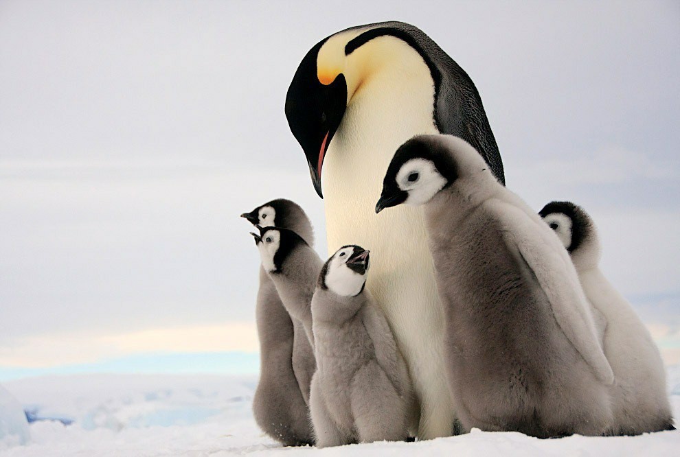 Penguins (Spheniscidae)Part 1 - My, Biology, Biology, Penguins, Interesting, king penguins, Longpost