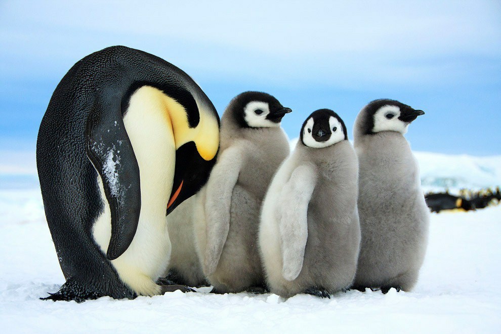 Penguins (Spheniscidae)Part 1 - My, Biology, Biology, Penguins, Interesting, king penguins, Longpost