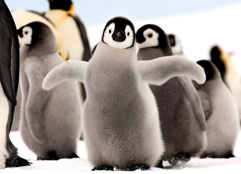 Penguins (Spheniscidae)Part 1 - My, Biology, Biology, Penguins, Interesting, king penguins, Longpost