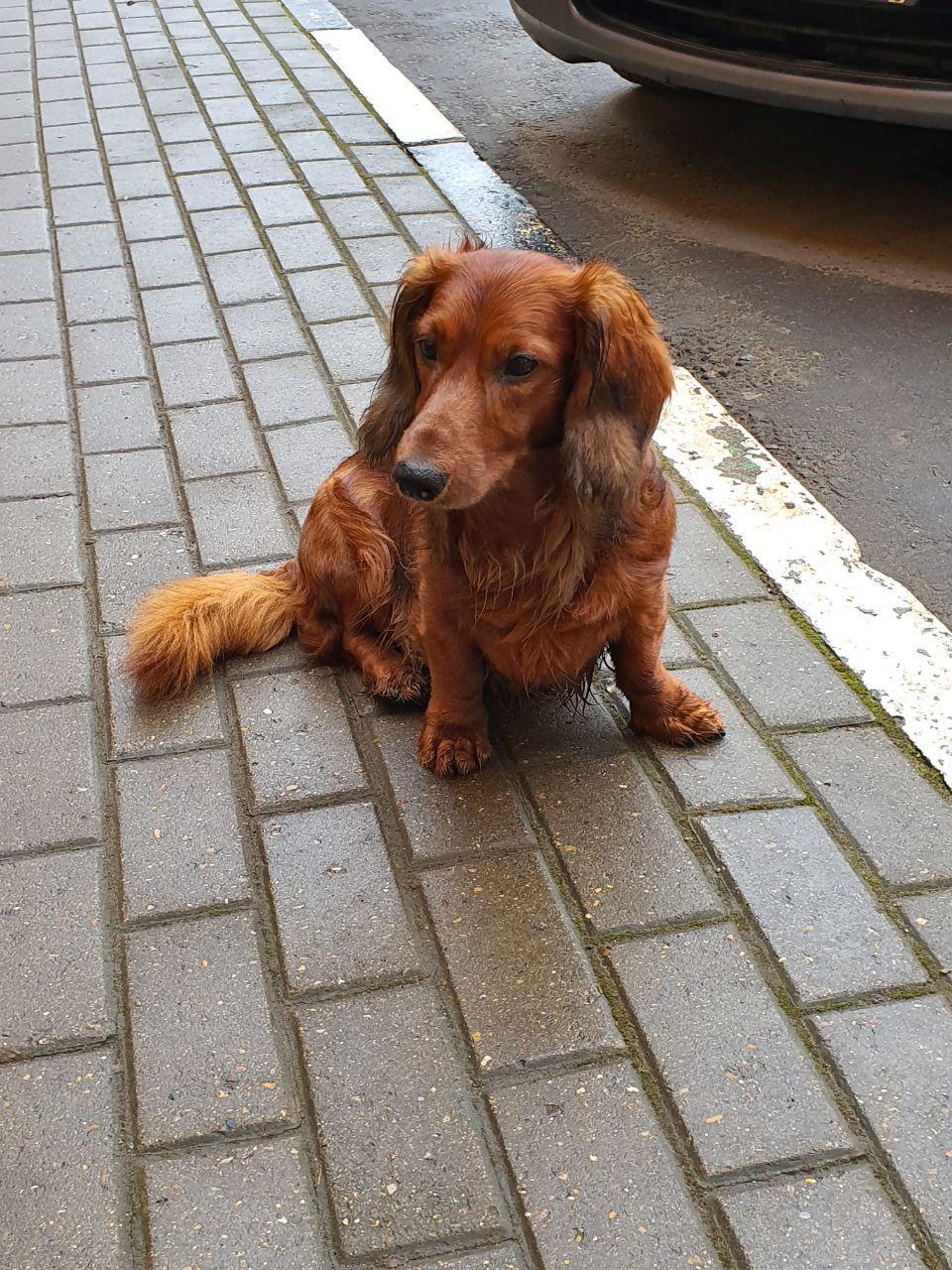 Domodedovo! Has anyone lost a dachshund? - My, The dog is missing, Found a dog, Dachshund, Longpost, Domodedovo, Moscow, Moscow region, No rating, Dog