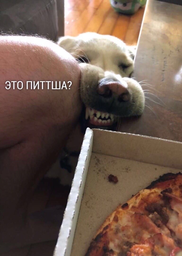 Pizza lover - Pizza, Dog, Humor, Longpost