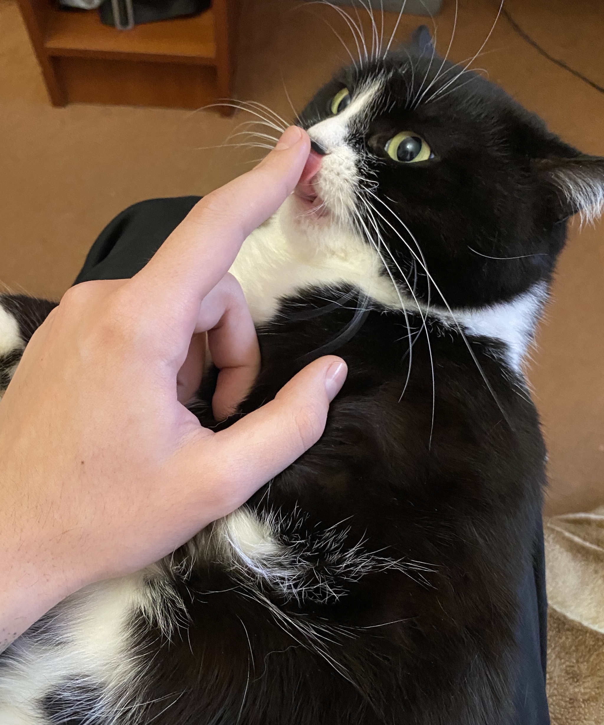 Bite or lick? - My, cat, Catomafia, The photo, Longpost