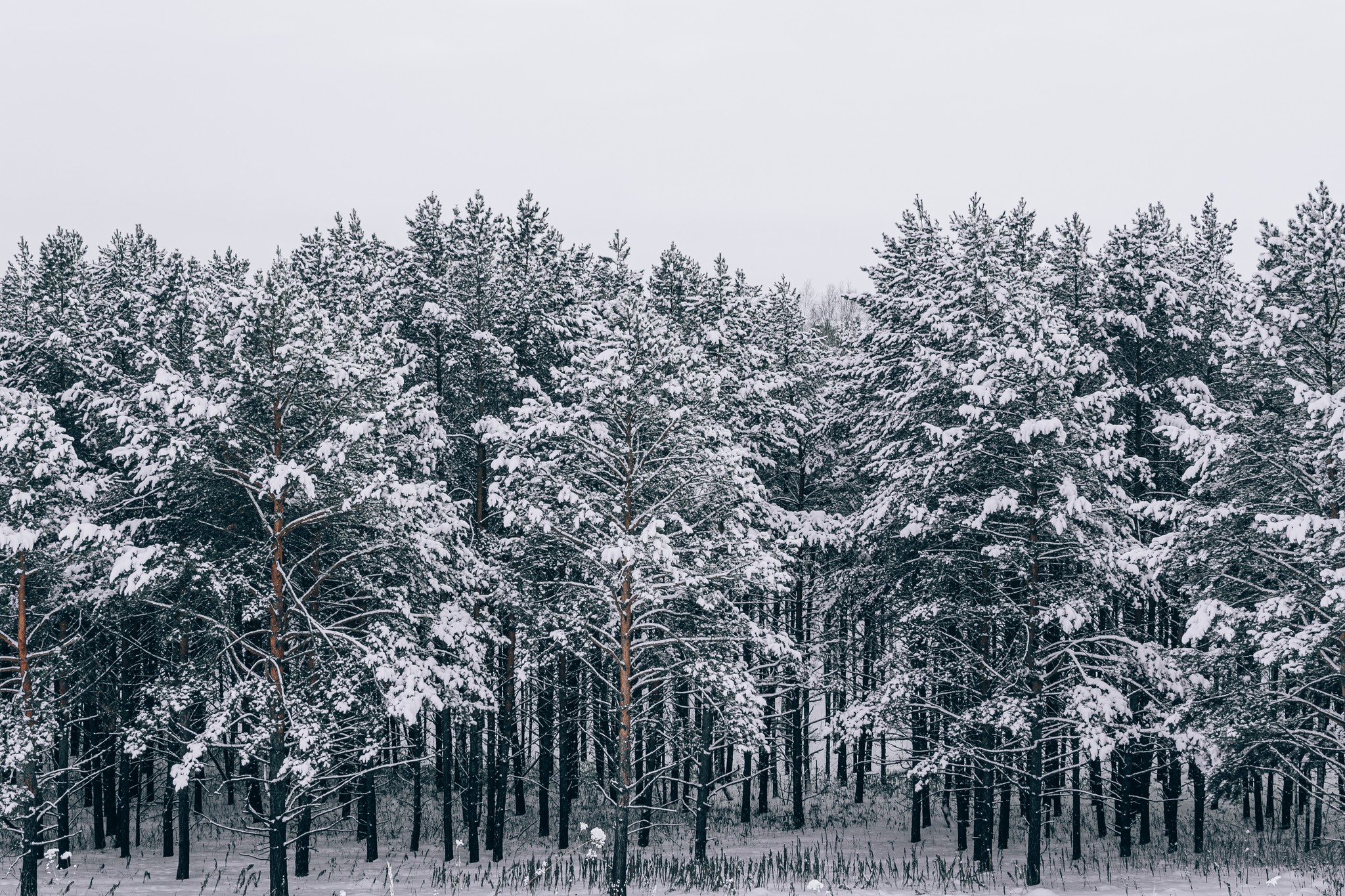 Winter post - The photo, Winter, Siberia, Longpost