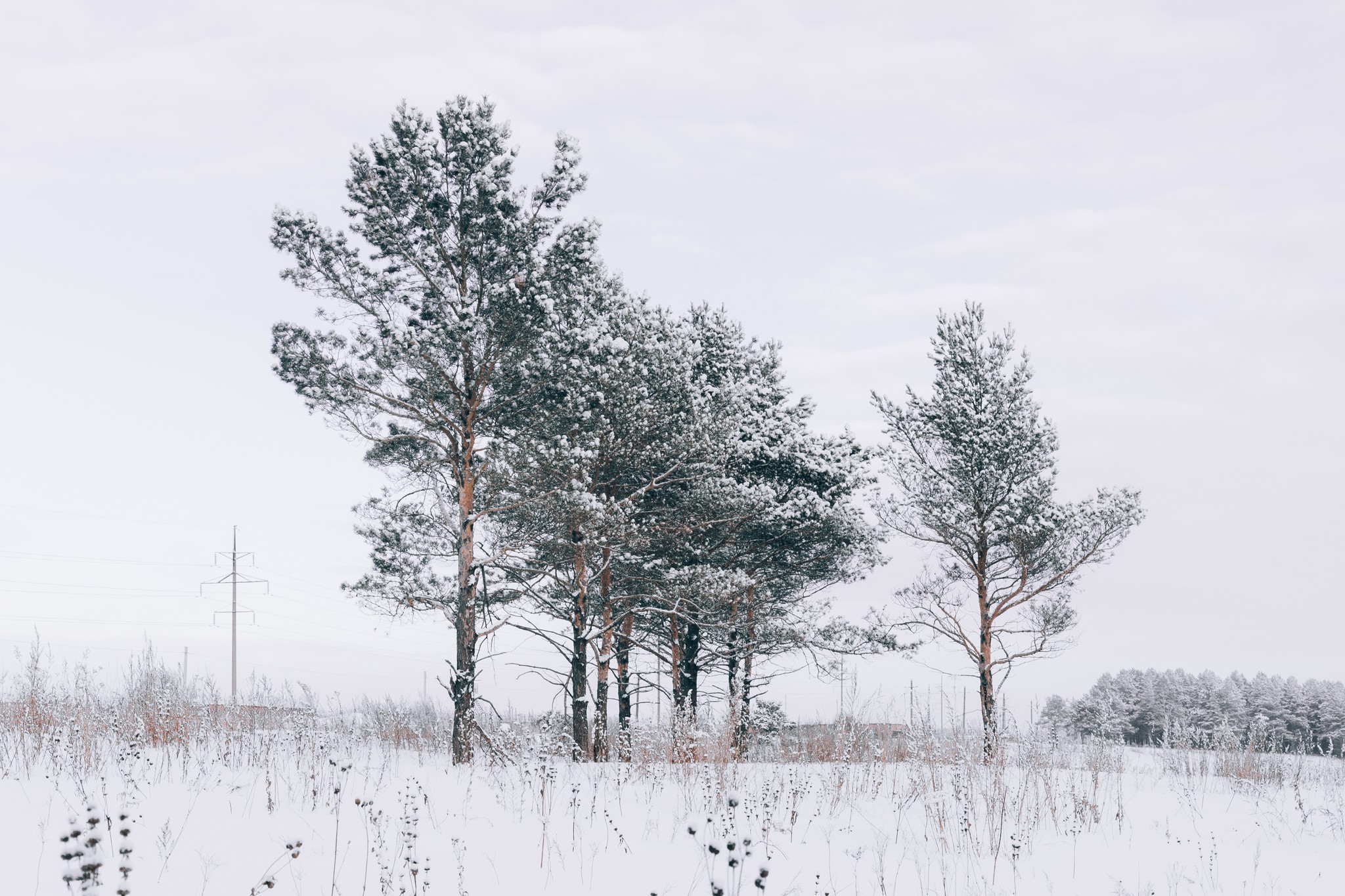 Winter post - The photo, Winter, Siberia, Longpost