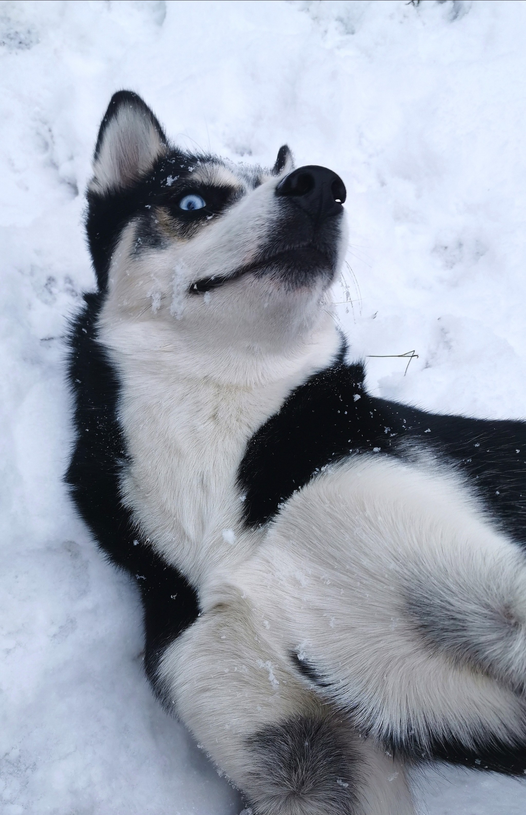 Hasya's joy - My, Husky, Siberian Husky, Dog, The photo, Longpost