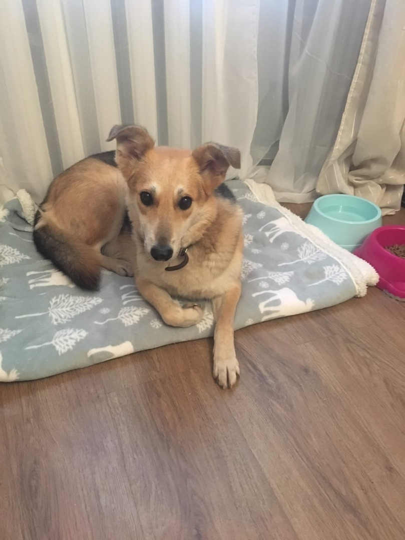 Gretta the dog is looking for a home. St. Petersburg and Leningrad region - My, Dog, In good hands, No rating, Saint Petersburg, Leningrad region, Animal Rescue, Video, Longpost