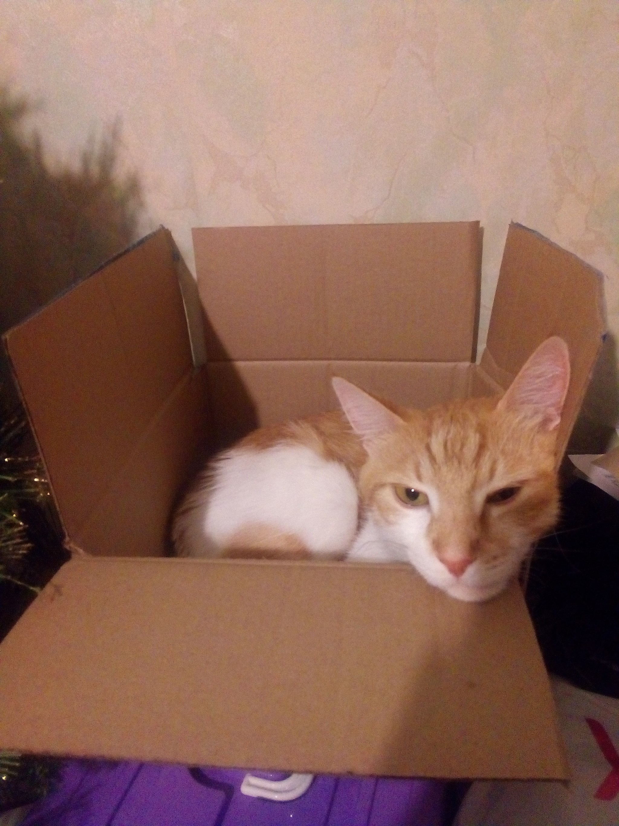 Packed cat - My, cat, Package, Box and cat, Longpost