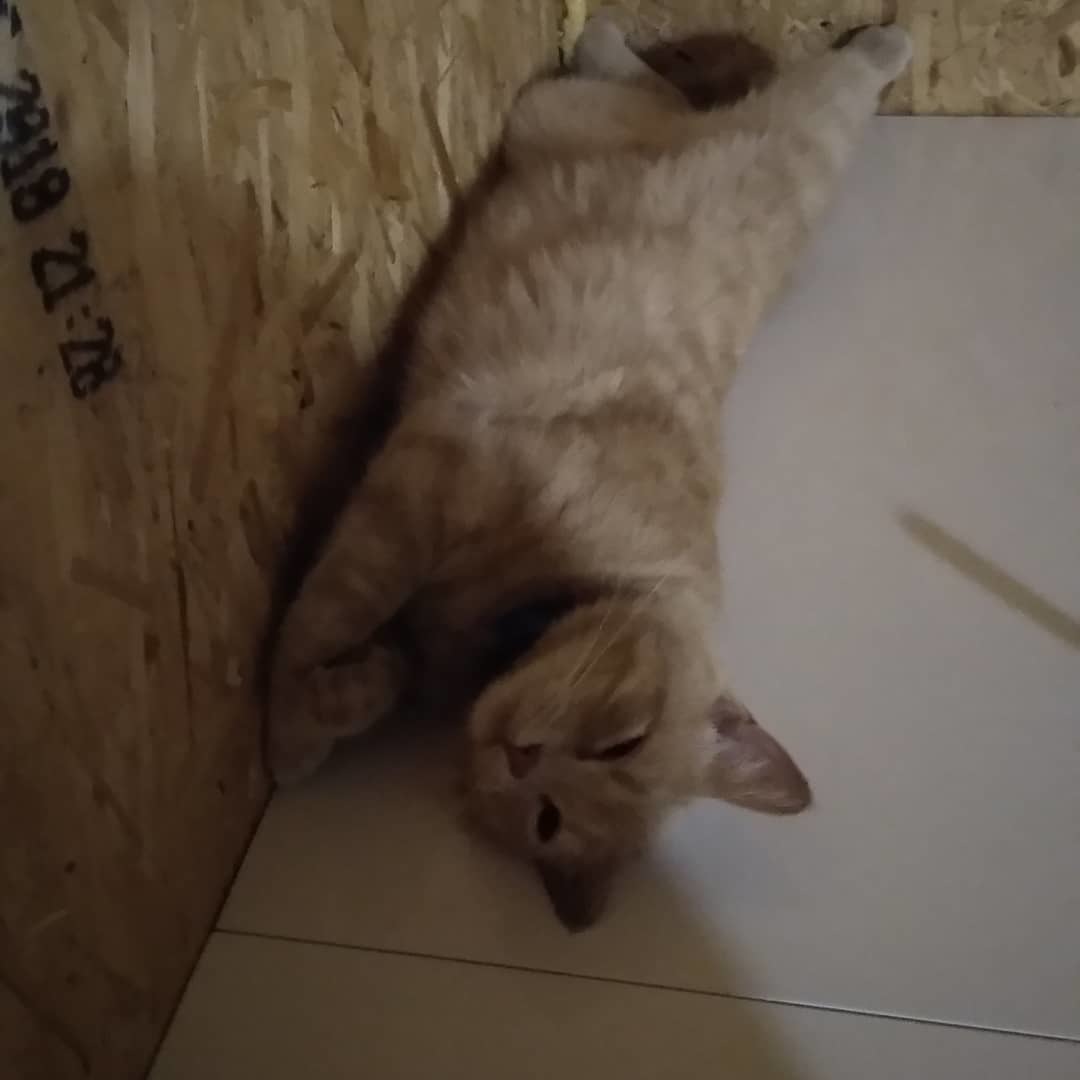 Peach is missing. Moscow region, Chekhov district, Chepelevo village - My, Catomafia, Lost cat, Video, Longpost, cat, Moscow region, Help me find, No rating