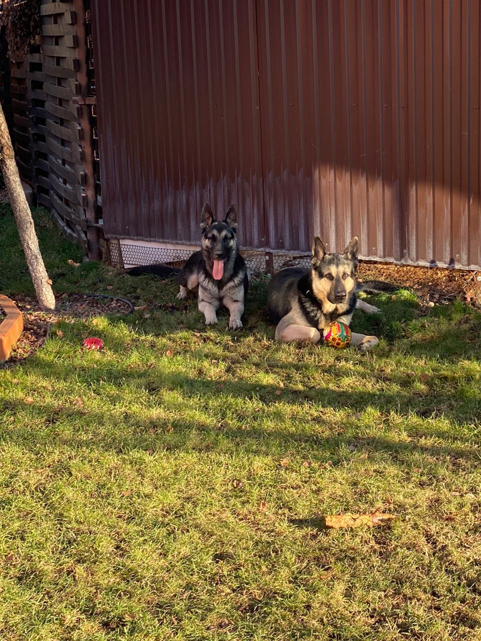 True friend - My, Best friend, East European Shepherd, Good boy, Longpost, Dog