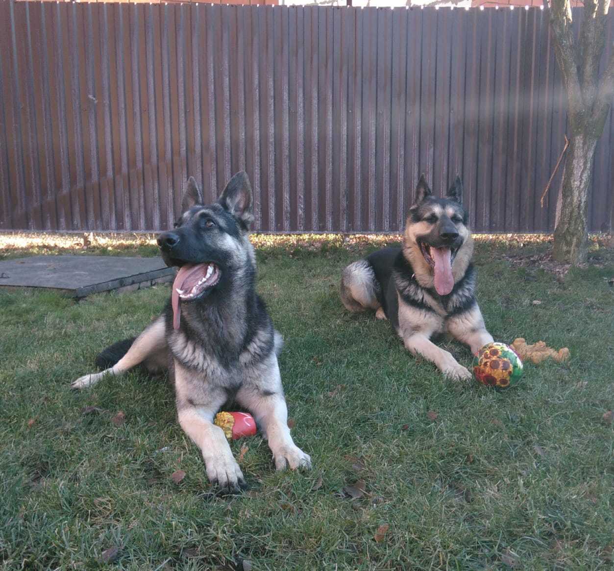 True friend - My, Best friend, East European Shepherd, Good boy, Longpost, Dog