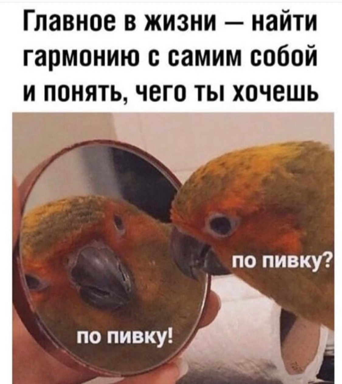 The main thing is to live in harmony with yourself! - Humor, Beer, A parrot, Picture with text