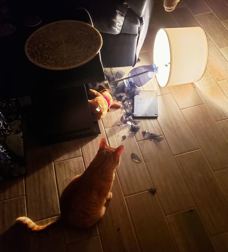 The lamp fell - cat, Лампа