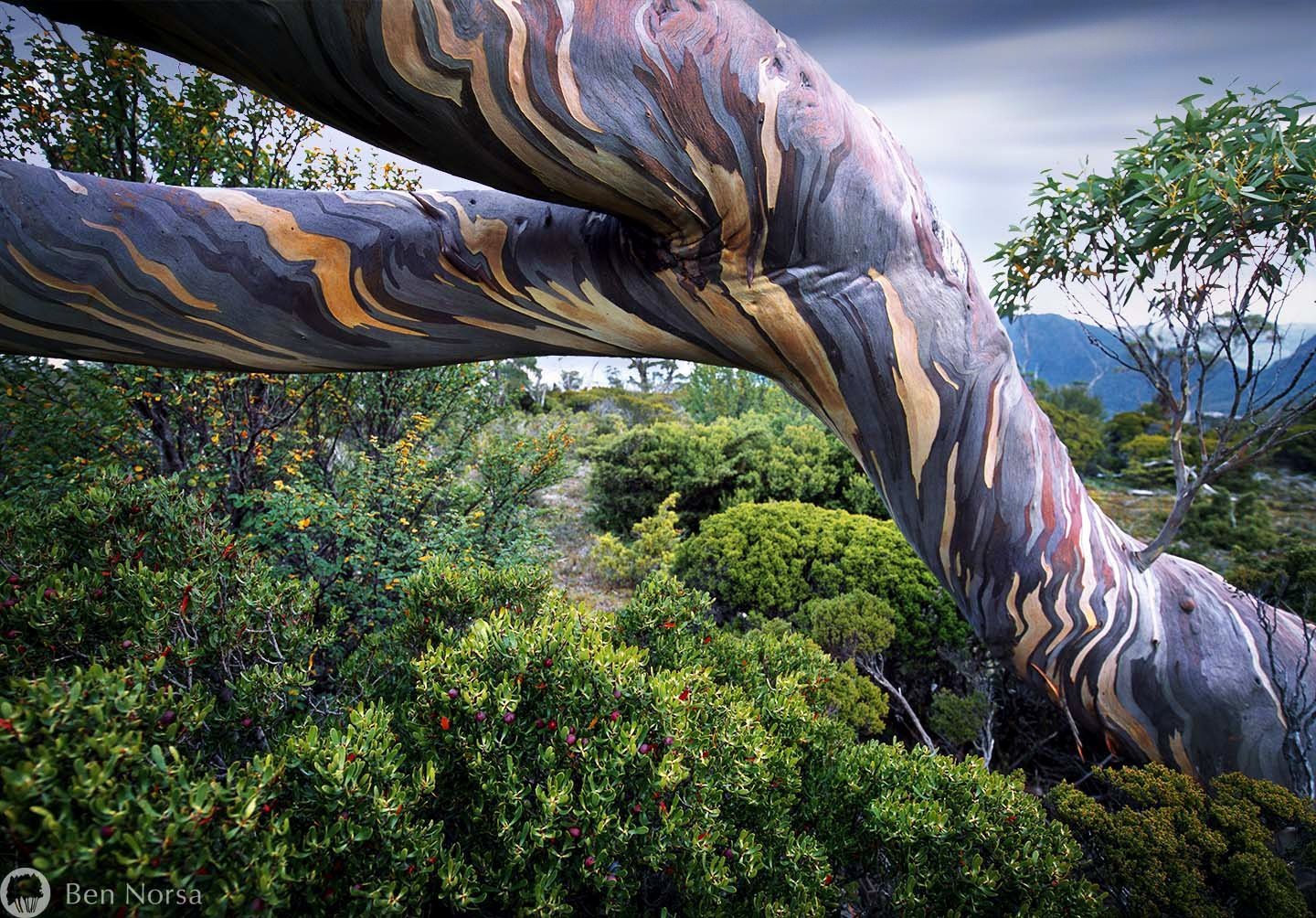 Trunk of Eucalyptus pauciflora, native to Tasmania - Eucalyptus, Trunk, Tree, Coloring, Tasmania