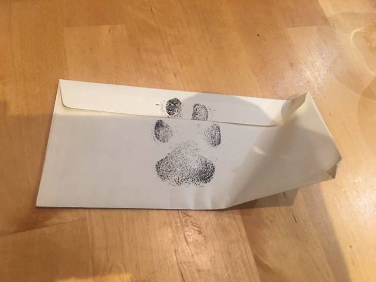 A little positivity - Dog, friendship, Letter, Milota, Longpost