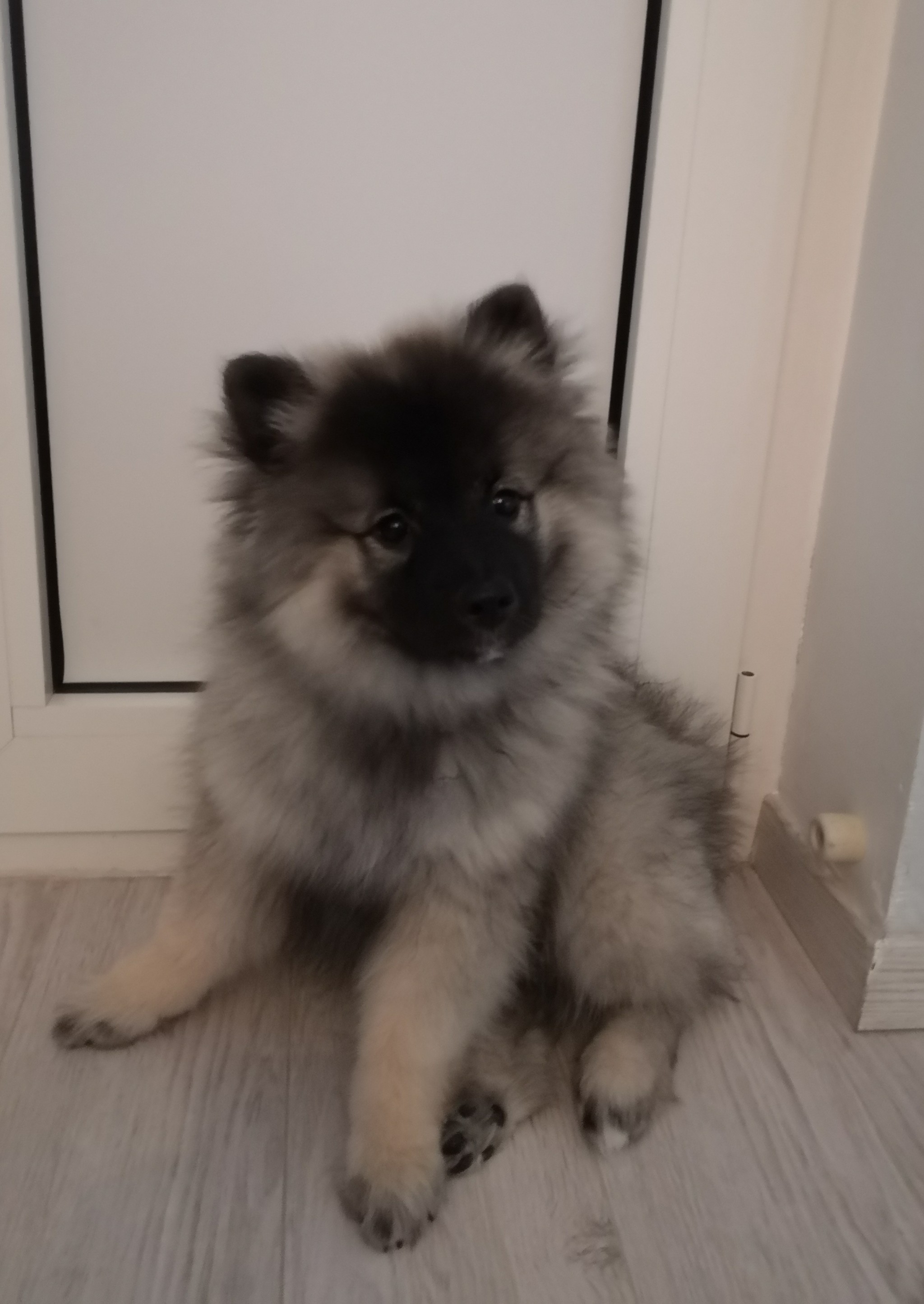 The dog is three months old - My, Dog, Spitz, Puppies, Longpost