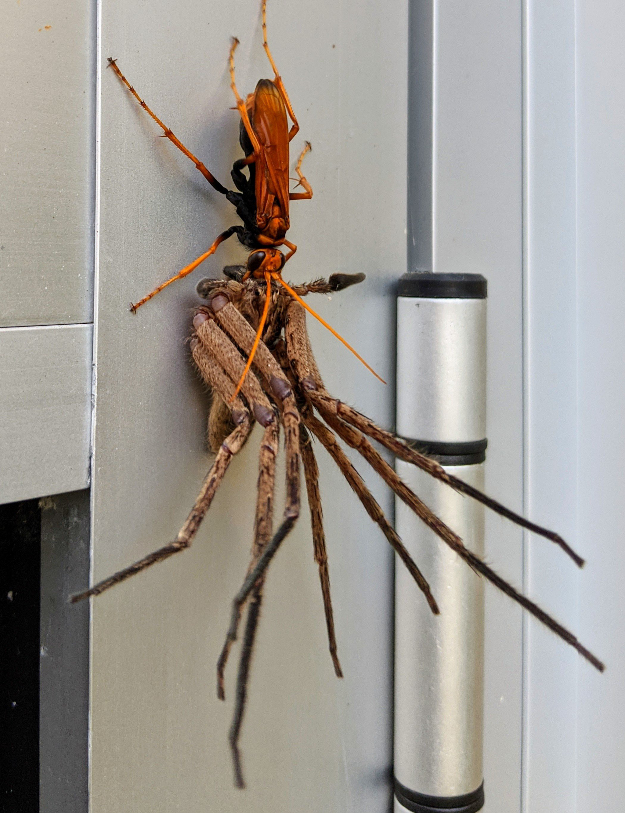 Ядовитая Аргиопа Брюнниха: чем опасны пауки-осы, обнаруженные в Подмосковье