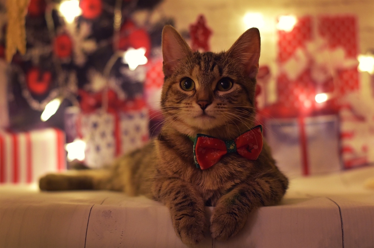 New Year's Anfisa - My, cat, Catomafia, Pets, Pet, The photo, Longpost