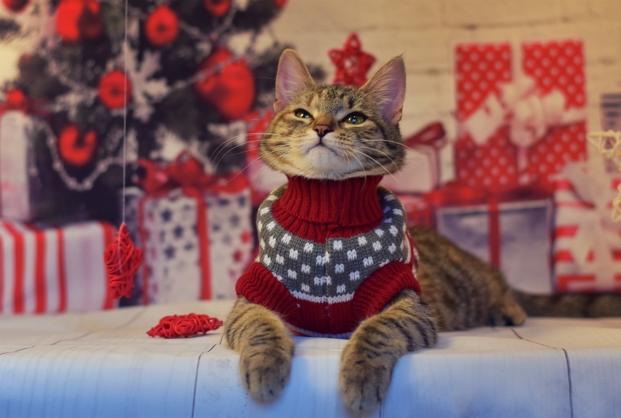 New Year's Anfisa - My, cat, Catomafia, Pets, Pet, The photo, Longpost