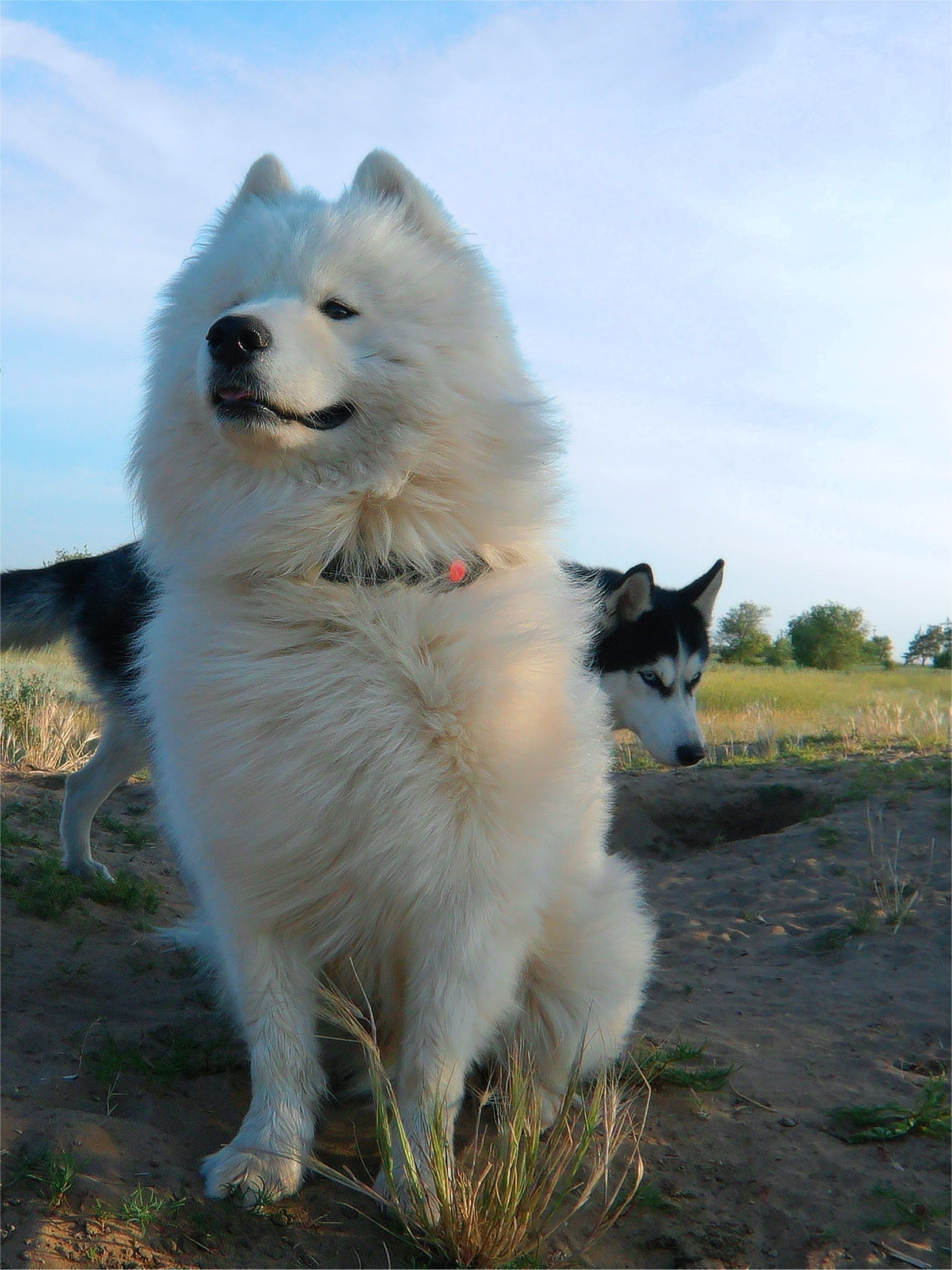 You sit like this, and passing girls look back at you - My, Samoyed, Pets, Volzhsky, The photo, Dog North, Dog