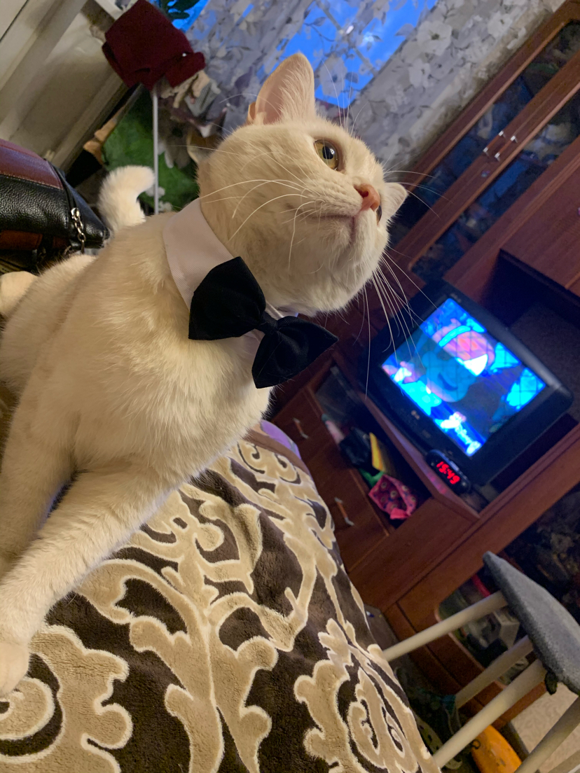 My best financial investment is a bowtie for a cat - My, cat, Catomafia, Butterfly, Akela, Gentlemen, Longpost