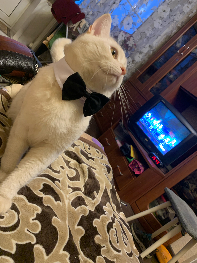 My best financial investment is a bowtie for a cat - My, cat, Catomafia, Butterfly, Akela, Gentlemen, Longpost