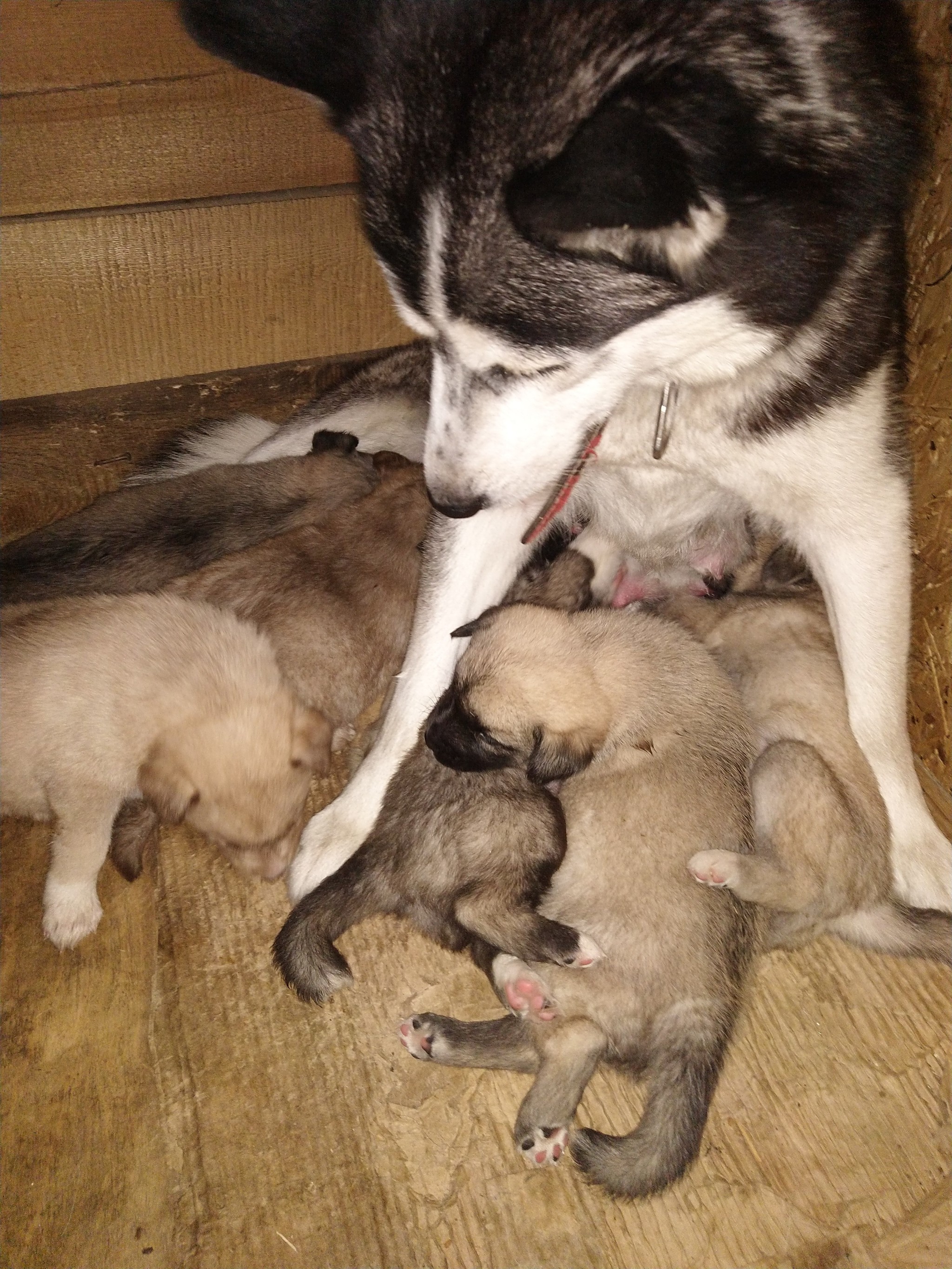 I will give away puppies, Ekaterinburg - My, Dog, Puppies, Kittens, In good hands, Yekaterinburg, No rating, Husky