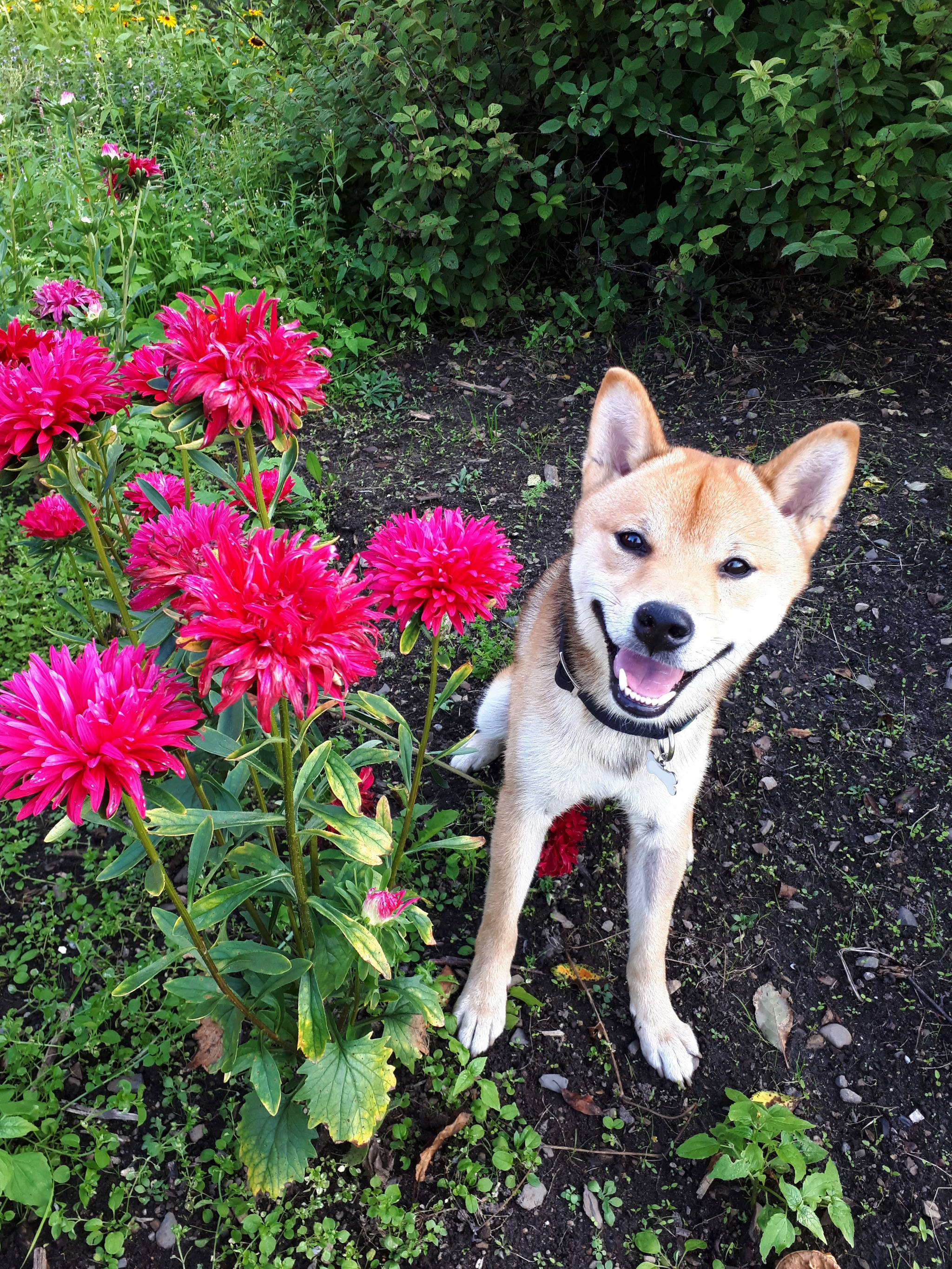 Life with a Shiba Inu. Health - My, Dog, Shiba Inu, The photo, Puppies, Pets, Health, Longpost