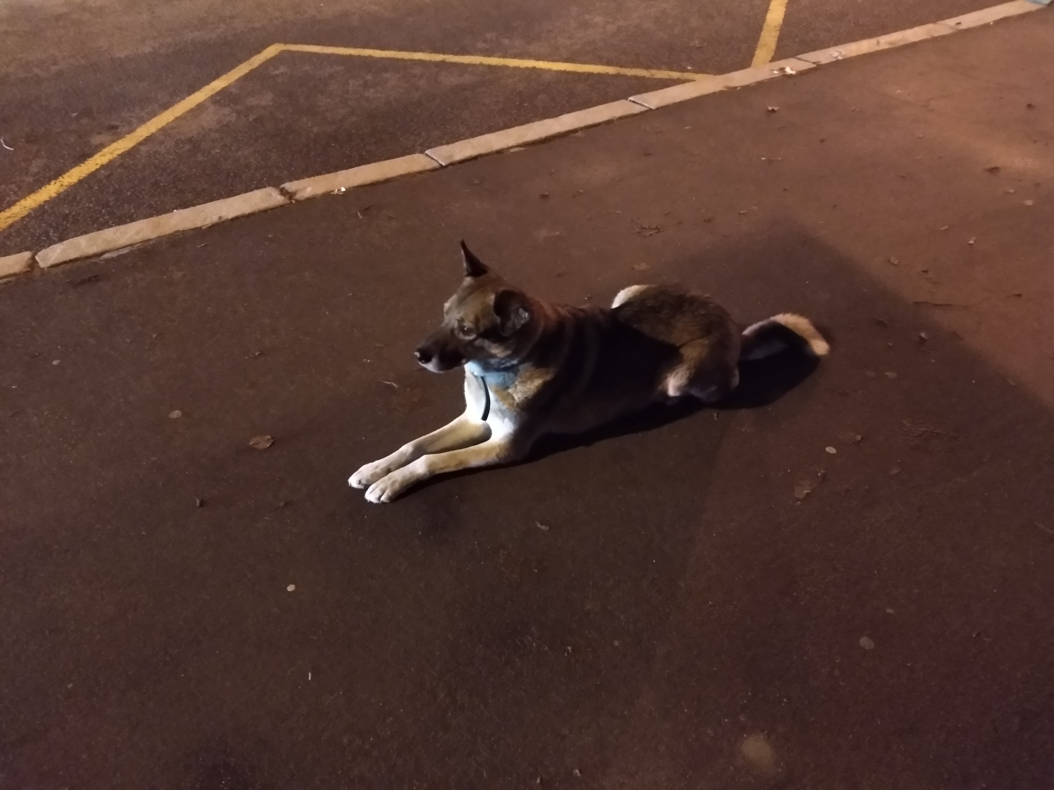 The dog is wearing a collar and may have gotten lost. Sits almost every day at about 8:10, 8:20. Waiting for someone - Lost, Saint Petersburg, Longpost, Dog, In good hands, No rating, Found a dog