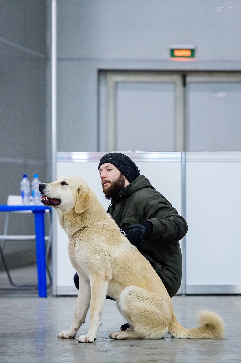 I continue to publish reportage photographs from dog shows held in 2019 in the South of Russia and the Moscow region - enjoy your viewing and - My, The photo, Dog show, Dog, Dogs and people, Dog lovers, Dog days, Longpost