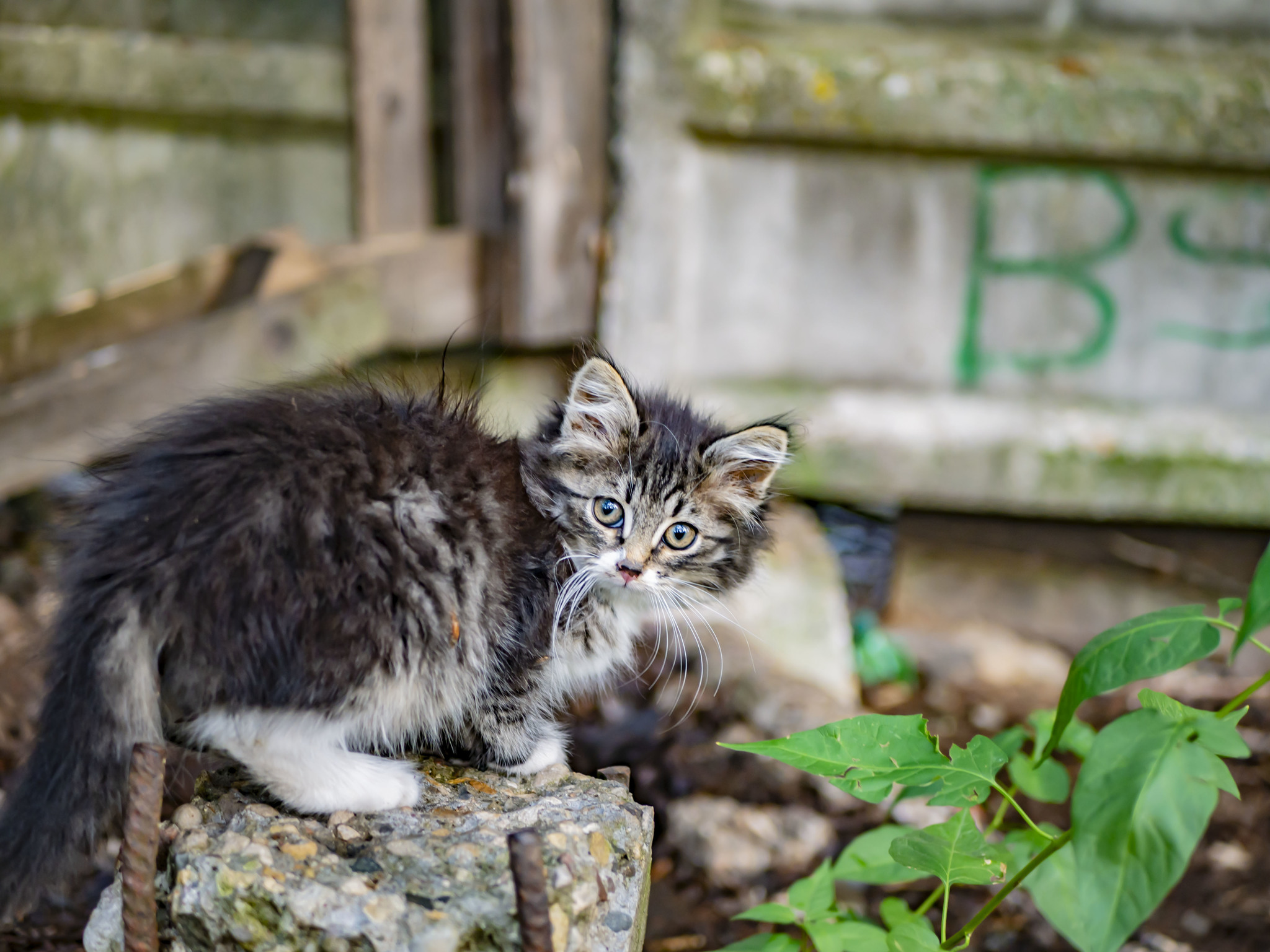 Street lump - My, cat, Catomafia, Animals