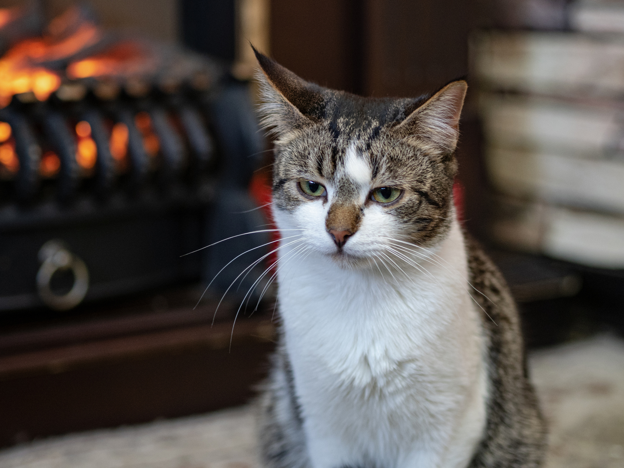 Museum cats - My, cat, Animals, The photo, No rating, Minsk, Longpost