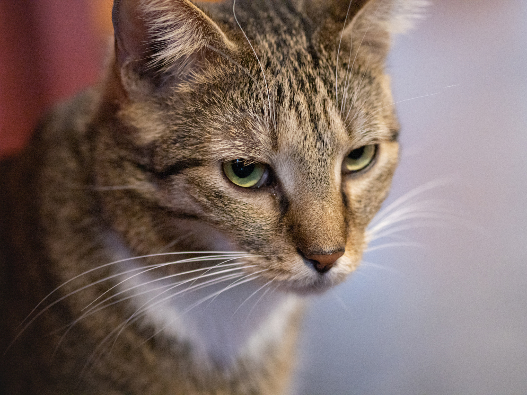 Museum cats - My, cat, Animals, The photo, No rating, Minsk, Longpost