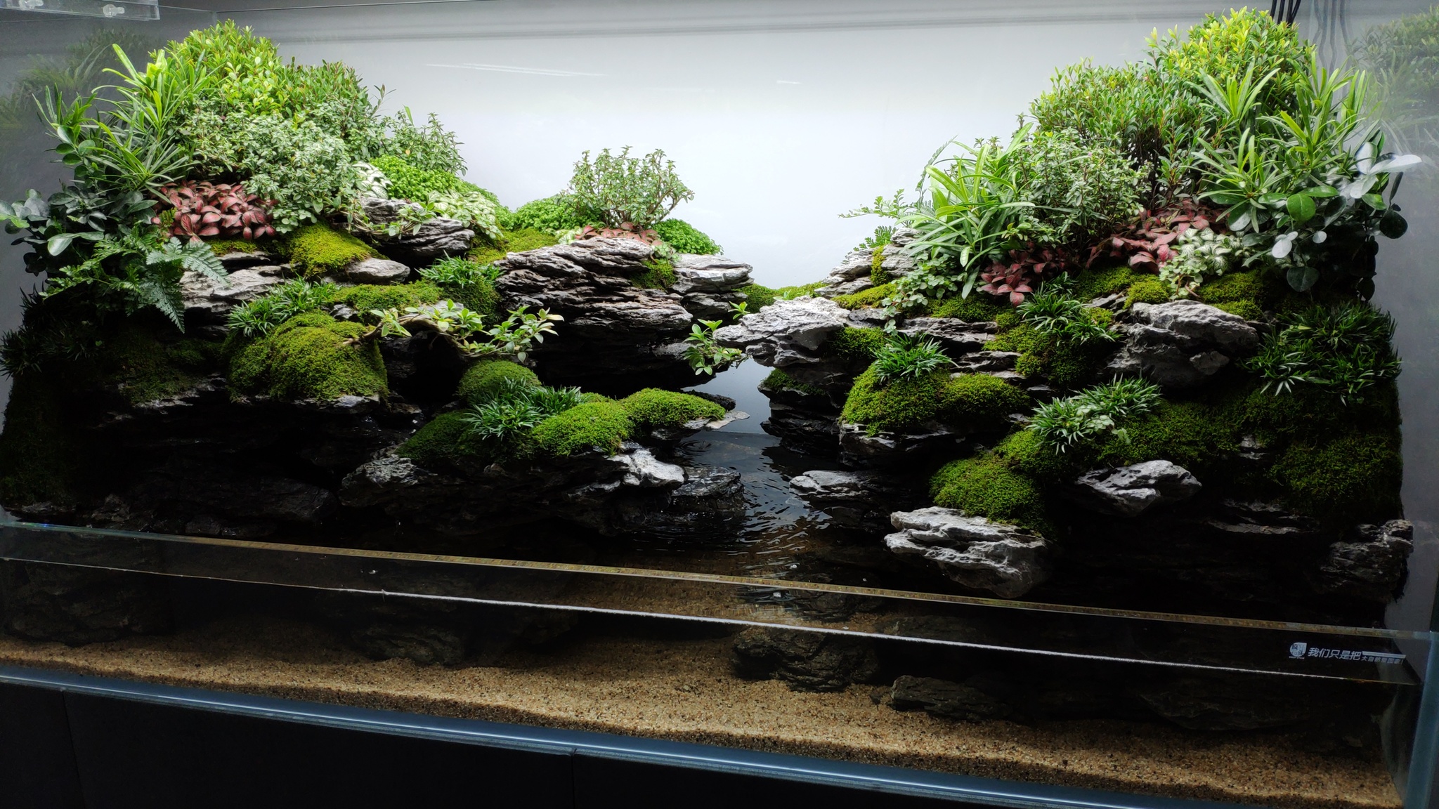 The coolest aquarium gallery in Shanghai + video - My, China, Shanghai, Aquascape, Aquarium, Gallery, Aquarium, Scalariki, Video, Longpost