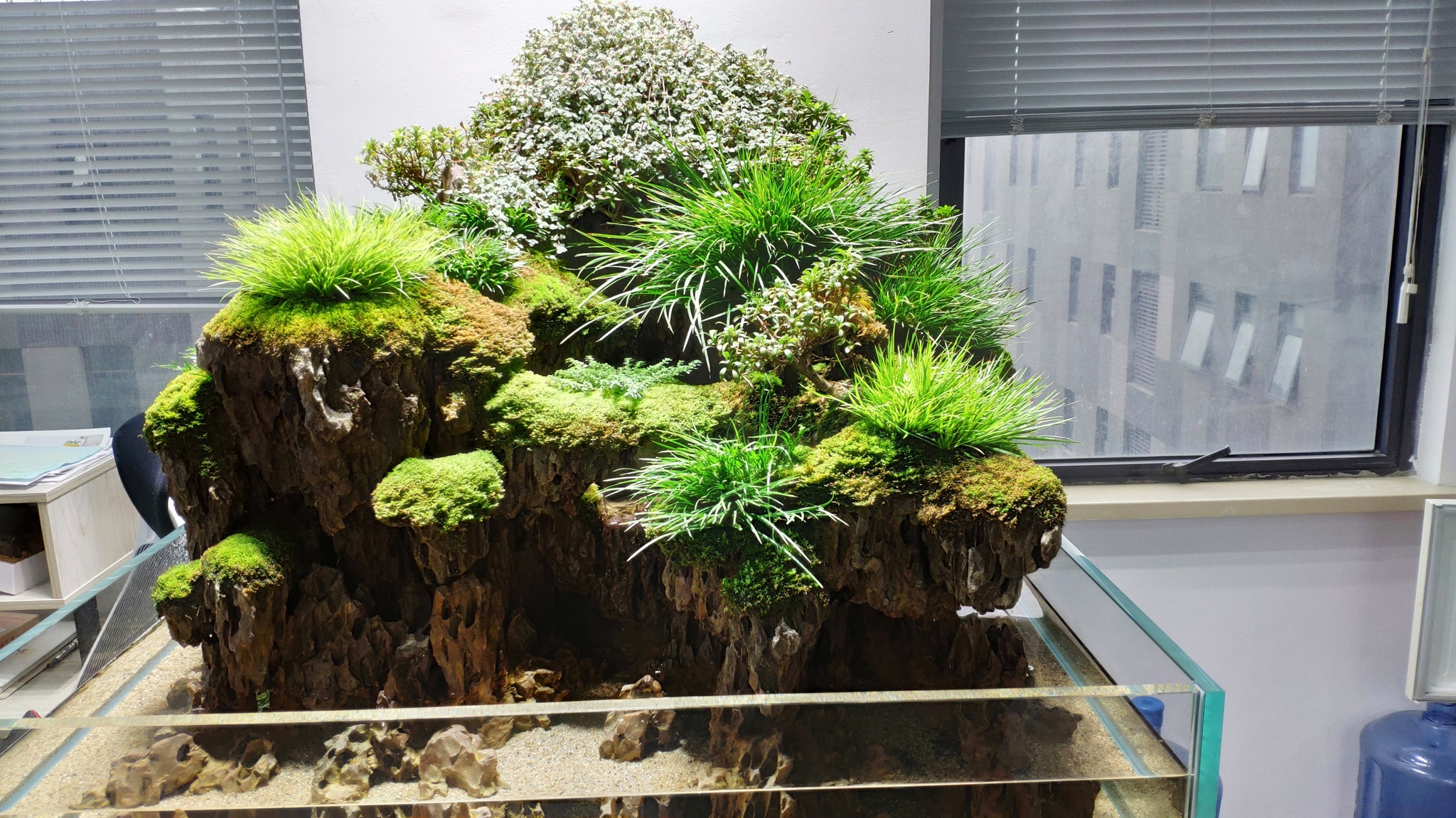 The coolest aquarium gallery in Shanghai + video - My, China, Shanghai, Aquascape, Aquarium, Gallery, Aquarium, Scalariki, Video, Longpost