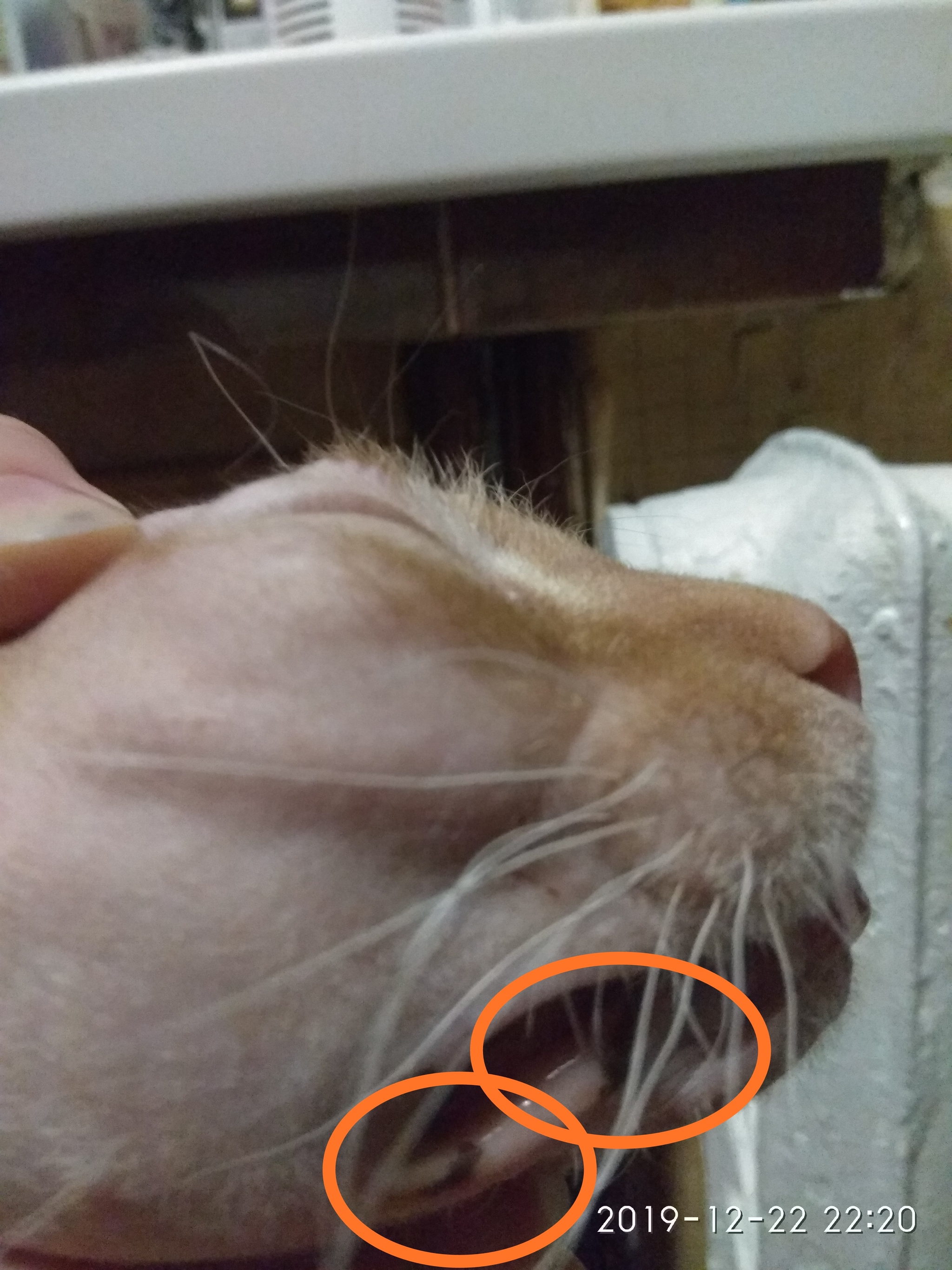 I'm asking for advice from those who know about a cat without a lamp - My, cat, Veterinary, Longpost