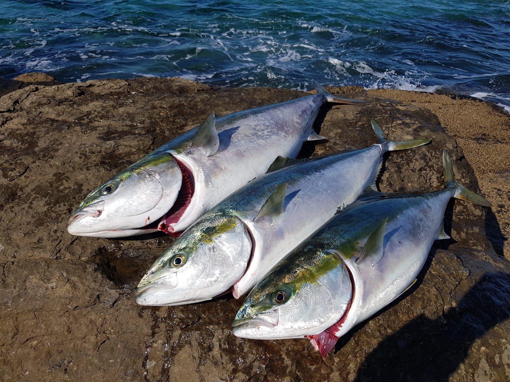 Рыба семейства тунцовых лакедра фото приготовить