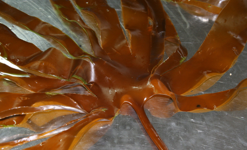 Seaweed: an untapped wealth - Seaweed, Products, Seafood, Goarctic ru, Longpost