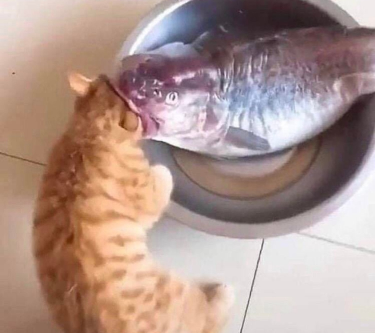 Another cat - cat, A fish