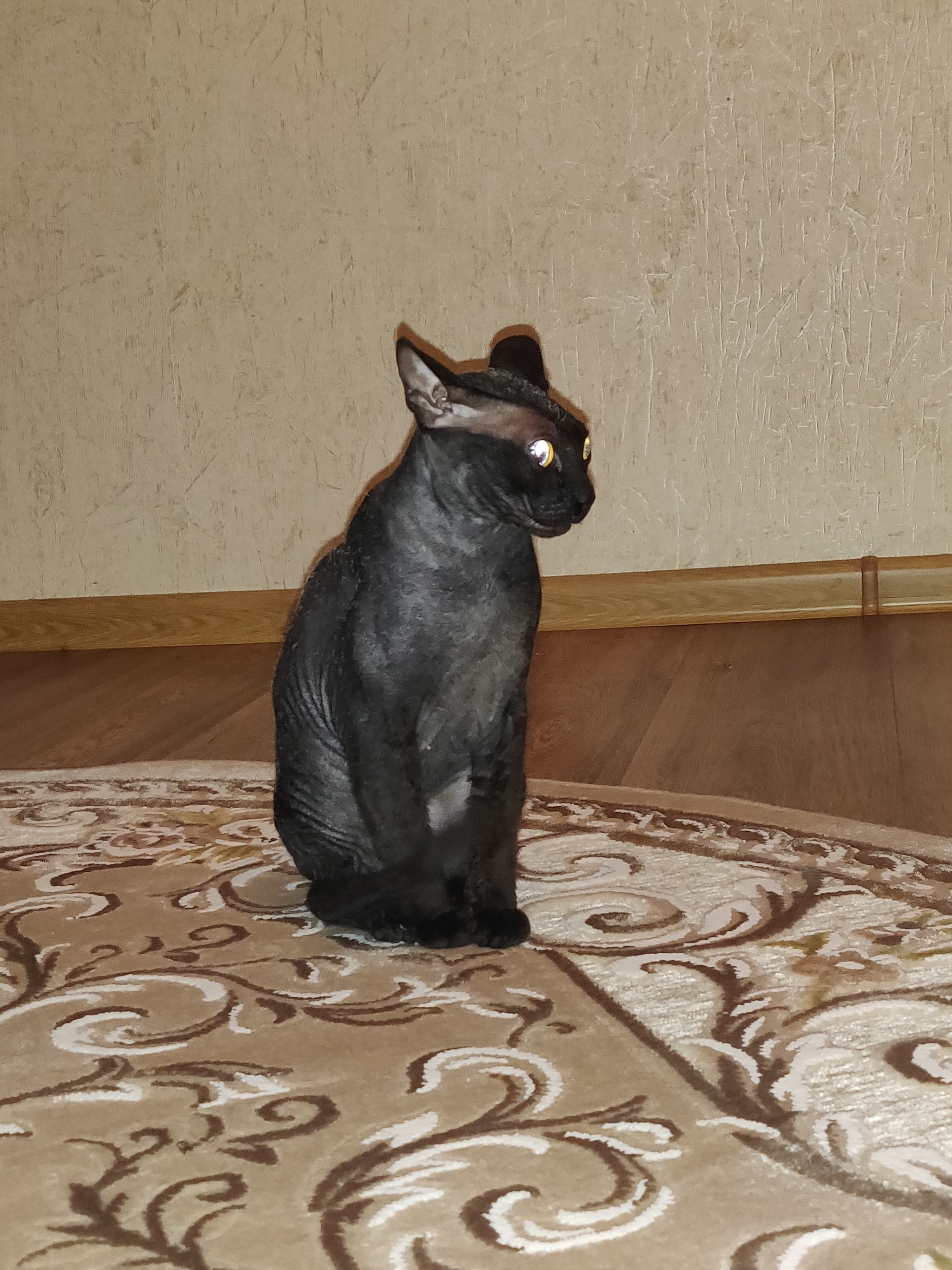 Flash photography - My, Horror, Glowing eyes, St. Petersburg Sphinx, Longpost, Animals, cat