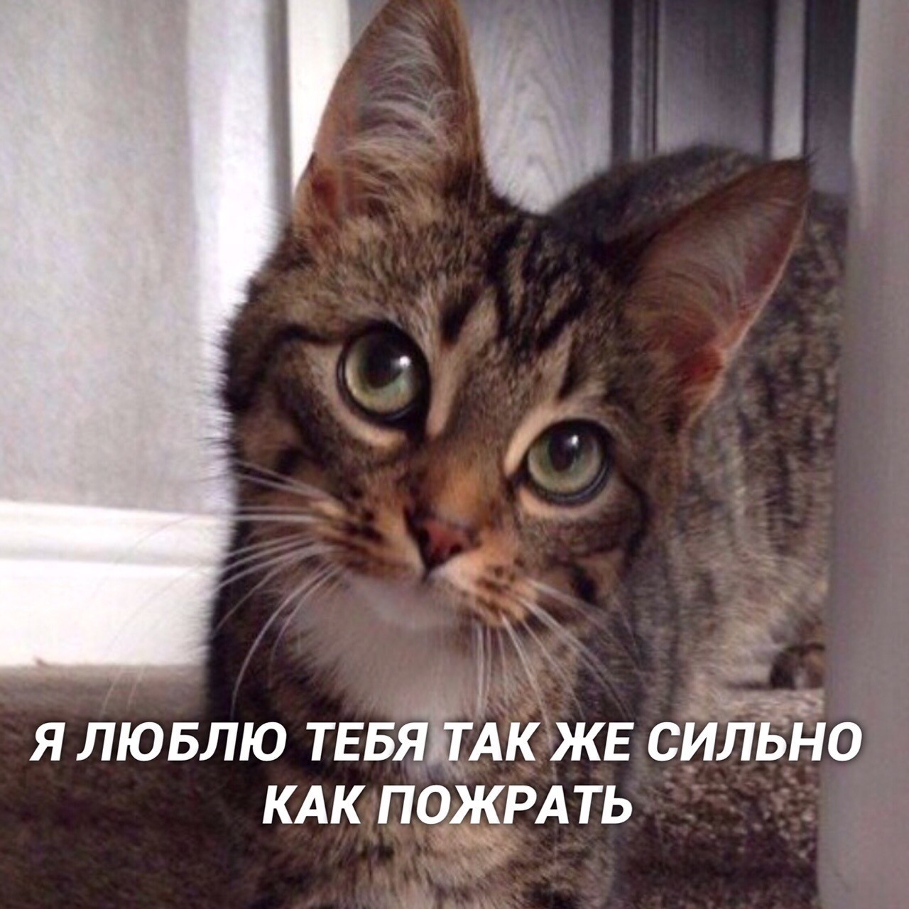 When you have love and not nonsense - Catomafia, cat, Picture with text, Love, Longpost, Understanding cat