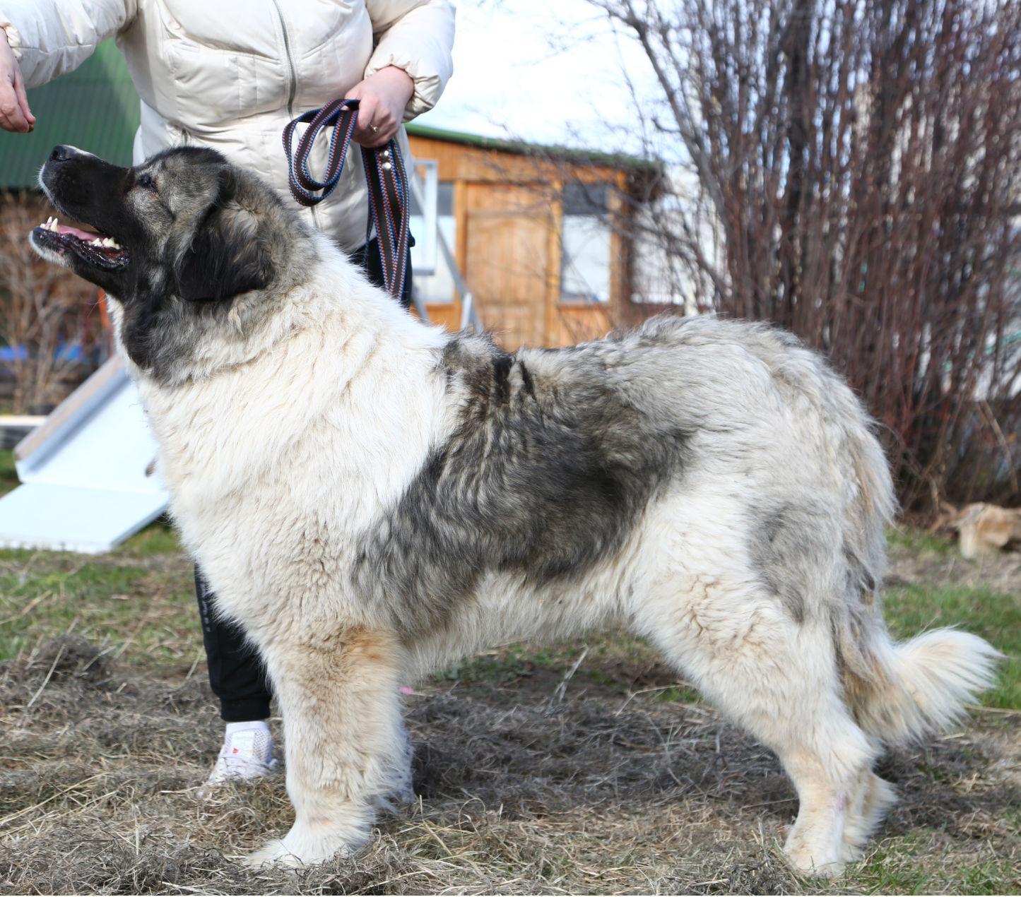 About dog breeds No. 119. Caucasian Shepherd Dog - Dog, Dog breeds, Caucasian Shepherd Dog, Longpost