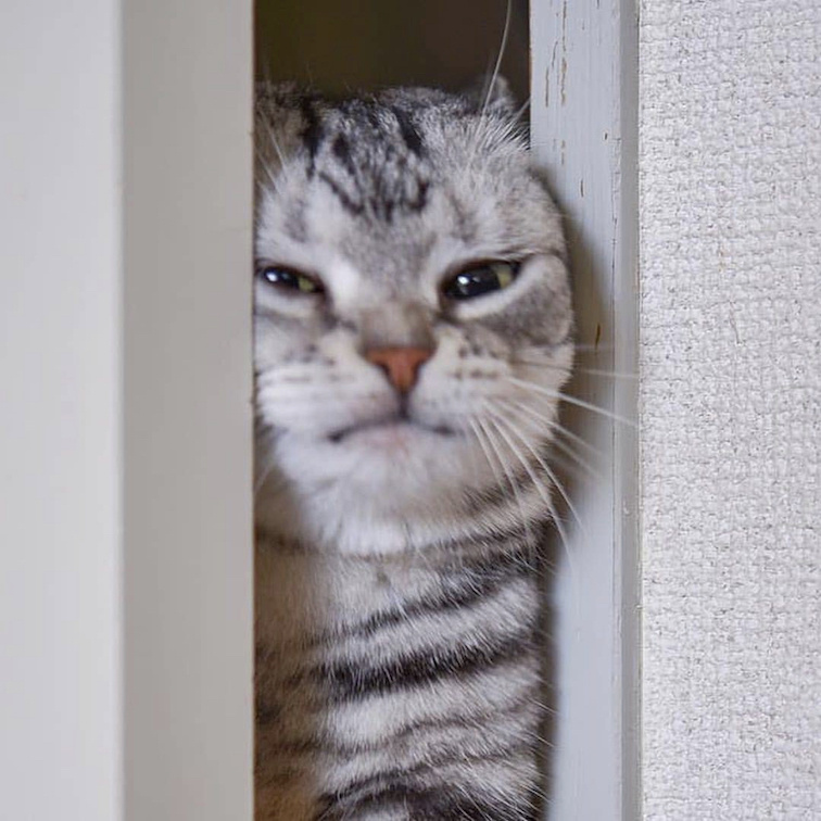 Let me in! Let me in quickly! - cat, Door, Let