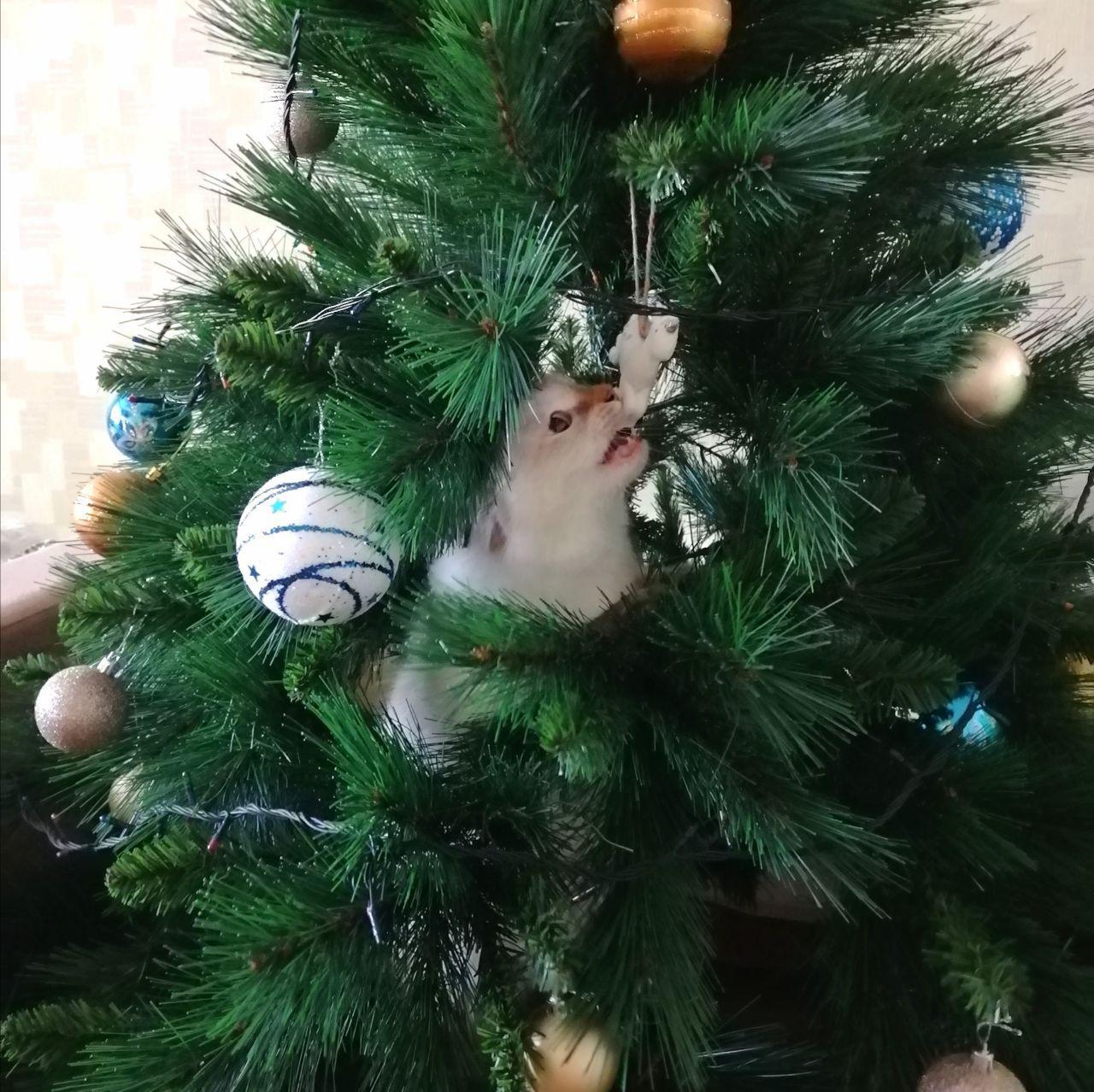 Cat, tree, New Year - My, cat, Christmas tree, Pets