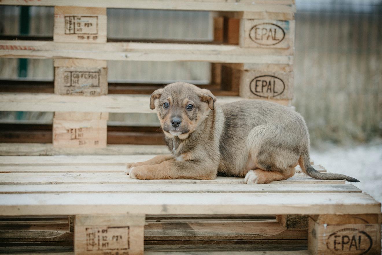 The most tender baby doll in good hands - My, No rating, Moscow, Moscow region, Puppies, I will give, Longpost, In good hands, Dog